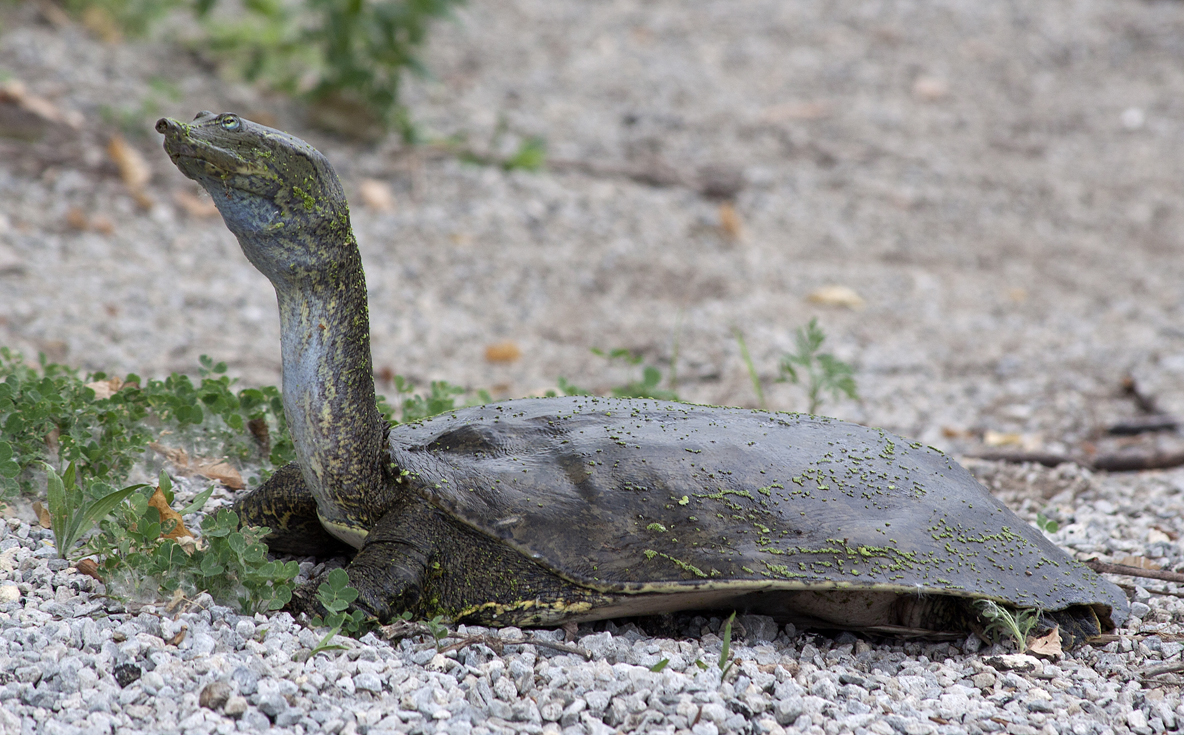 Soft Shell Turtles