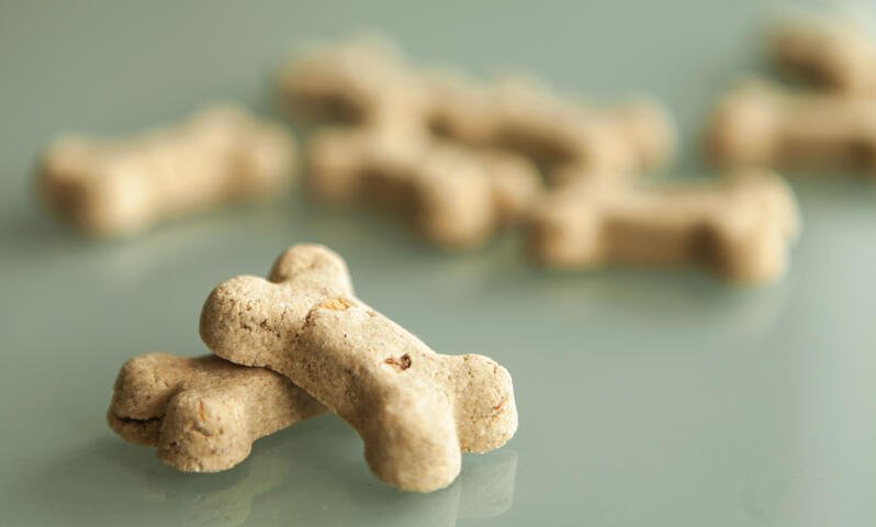 cbd dog treats