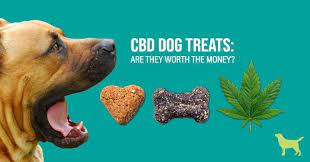 cbd for dogs